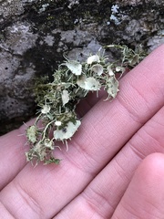 Usnea strigosa