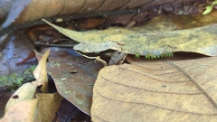 Lithobates warszewitschii