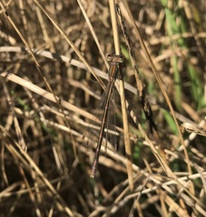 Lestes virens vestalis