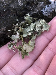 Usnea strigosa