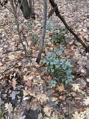 Berberis aquifolium