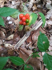 Arum maculatum