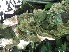 Trametes villosa