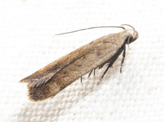 Anacampsis fullonella