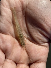 Penaeus