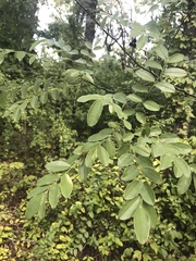 Styphnolobium affine