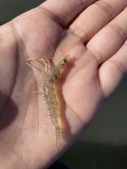 Penaeus
