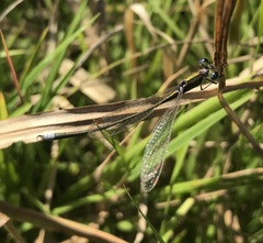 Lestes virens vestalis
