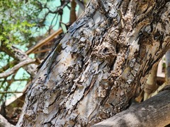 Lygodactylus picturatus