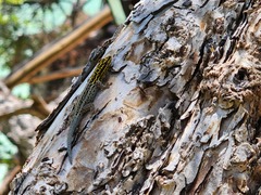 Lygodactylus picturatus