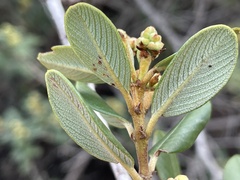 Ceanothus megacarpus insularis