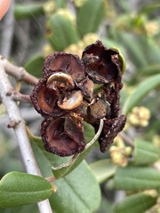 Ceanothus megacarpus insularis