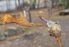 Neuroterus quercusbatatus