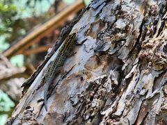 Lygodactylus picturatus