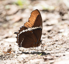 Siproeta epaphus epaphus