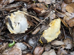 Hypomyces microspermus