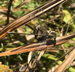 Lestes virens vestalis