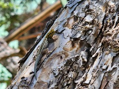 Lygodactylus picturatus