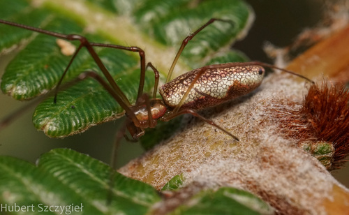 Tetragnatha hawaiensis, 2022-12-29
