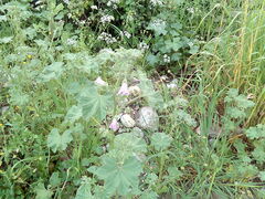 Malva multiflora