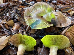 Leprocybe
