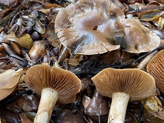 Leprocybe