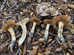 Leprocybe