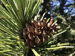 Pinus heldreichii