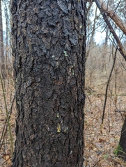 Phloeotribus liminaris