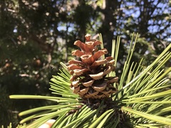Pinus heldreichii