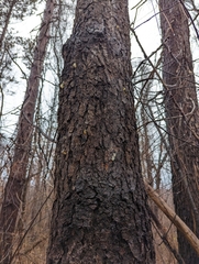 Phloeotribus liminaris