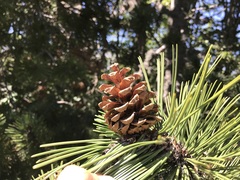 Pinus heldreichii