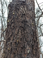 Phloeotribus liminaris