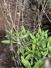 Salvia mellifera
