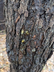 Phloeotribus liminaris