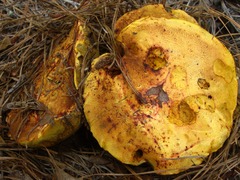 Neoboletus pseudosulphureus