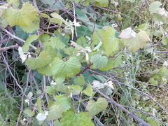 Vitis vinifera