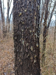 Phloeotribus liminaris