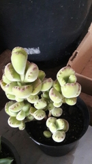 Cotyledon tomentosa