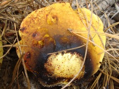 Neoboletus pseudosulphureus
