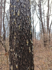 Phloeotribus liminaris