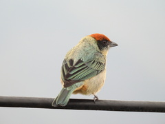 Stilpnia vitriolina