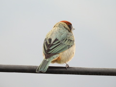 Stilpnia vitriolina