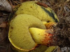 Neoboletus pseudosulphureus