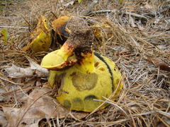 Neoboletus pseudosulphureus