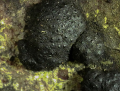Annulohypoxylon annulatum