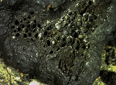 Annulohypoxylon annulatum