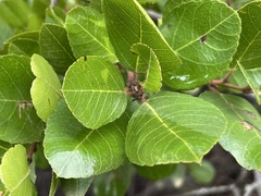 Rhamnus pirifolia
