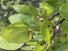 Rhamnus pirifolia