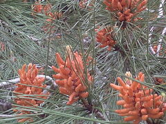 Pinus brutia